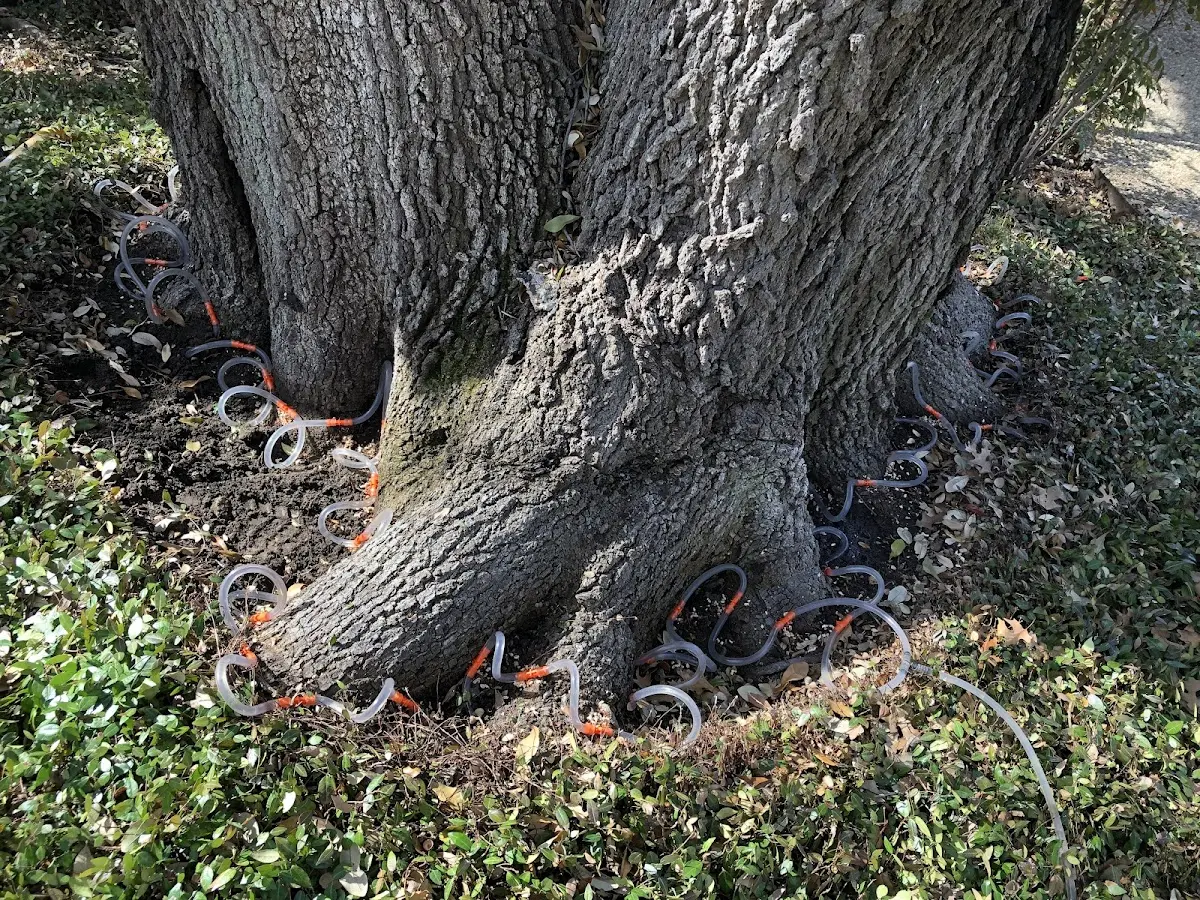 Detailed Tree Cabling and Bracing job site in Aleknagik